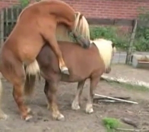 Two horses fucking like crazy outdoors