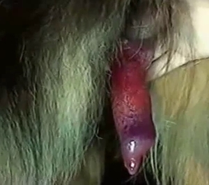 Showcasing a remarkable dog cock