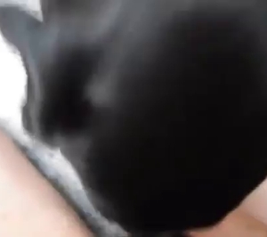 Black dog tossing salad on cam