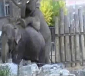 The sexiest elephants of all time