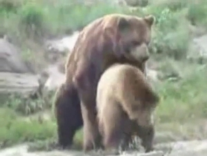 Sexy bear banging his mate outdoors