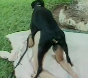 Kinky black dog is pounding a hole hard in doggy style
