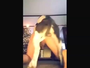 You get to see a hard-dicked dog fuck his ass
