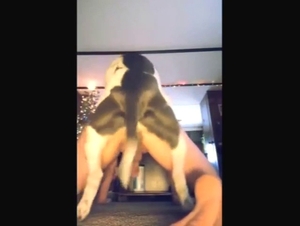 You get to see a hard-dicked dog fuck his ass