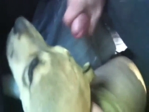 Pitbull puppy gets creampied and it's awesome