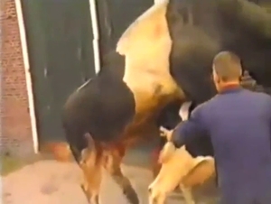 Cow fucking session with animals that look HOT