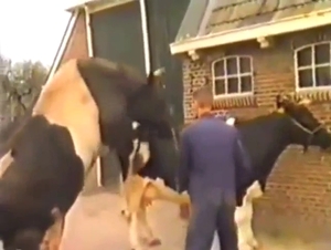 Cow fucking session with animals that look HOT