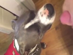 Dog wants to play with his own fucking semen