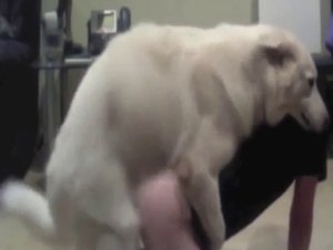 German Shepherd fuck with a brunette beauty