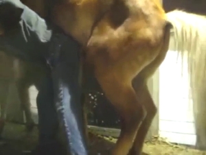 Zoo sex with a guy who fucks a stallion anally
