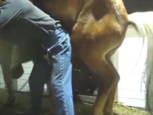 Zoo sex with a guy who fucks a stallion anally