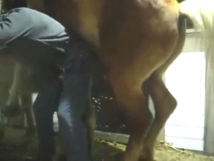 Zoo sex with a guy who fucks a stallion anally