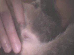 Zoo porn with a wet dog pussy getting fingered