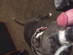 Zoo sex with dog that feels it deserves fresh seed