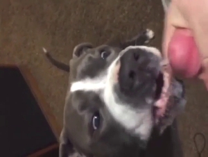 Zoo sex with dog that feels it deserves fresh seed