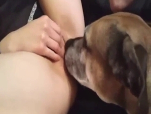 Bestiality sex with a dog licking wife's wet vag