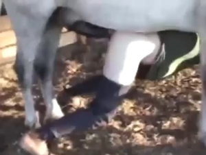 Zoo sex with a white stallion fucking up a dude