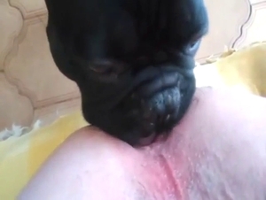 Bestiality sex shows a dog that eats ass well