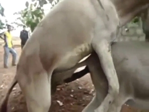 Donkey is into doggystyle fucking with anal sub