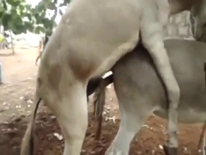 Donkey is into doggystyle fucking with anal sub