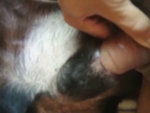Dog wants to fuck the dude, it's anal only for 'em