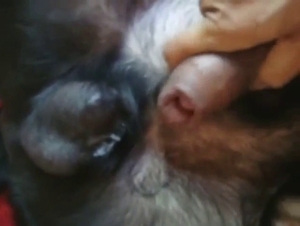 Dog wants to fuck the dude, it's anal only for 'em
