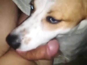 Sexed-up doggo licking that penis a few times