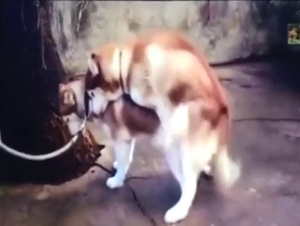 Husky mating session with sexed-up animals