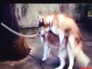 Husky mating session with sexed-up animals