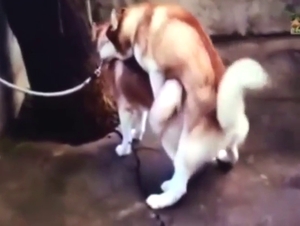 Husky mating session with sexed-up animals