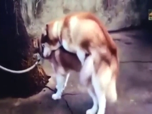 Husky mating session with sexed-up animals